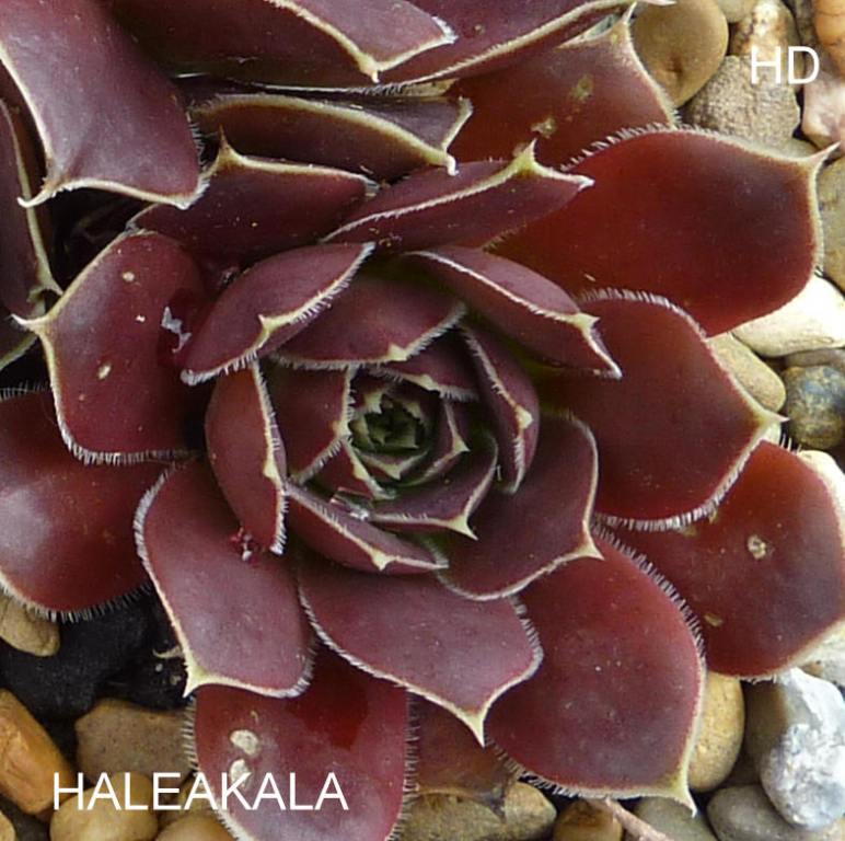 Haleakala / Jovi