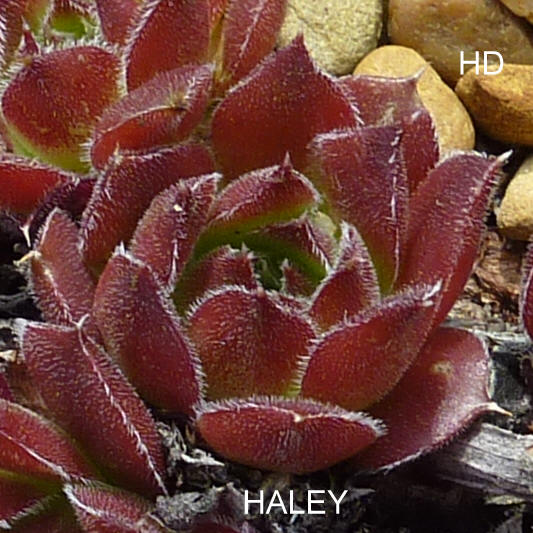 Haley / Jovi