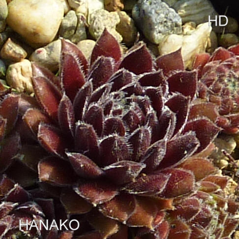 Hanako