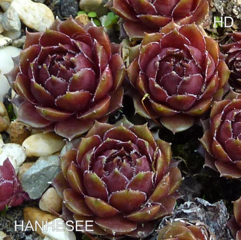 Hanhesee