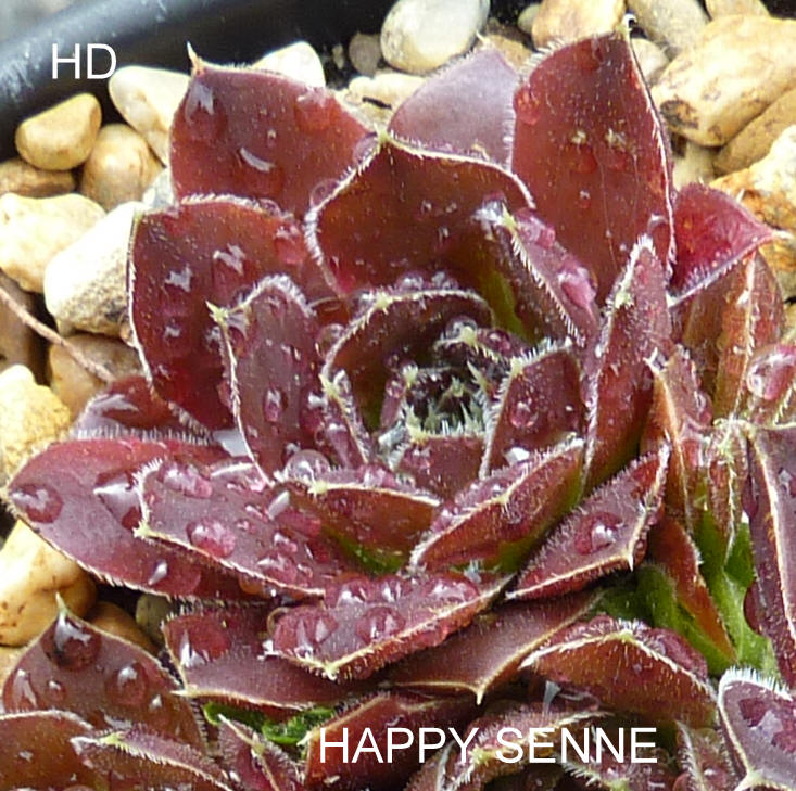 Happy Senne / Jovi