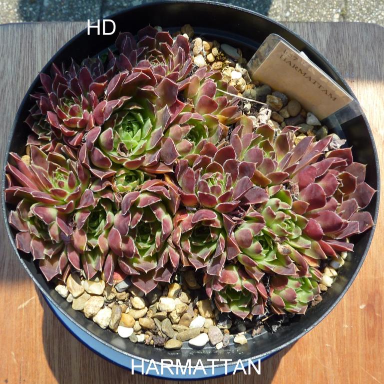 Harmattan / Jovi