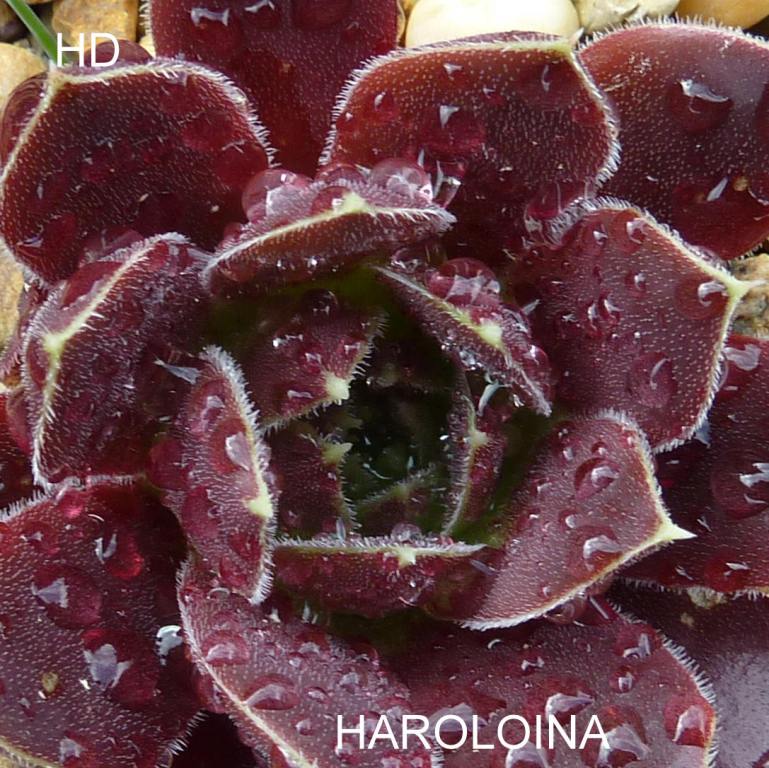 Haroloina / Jovi