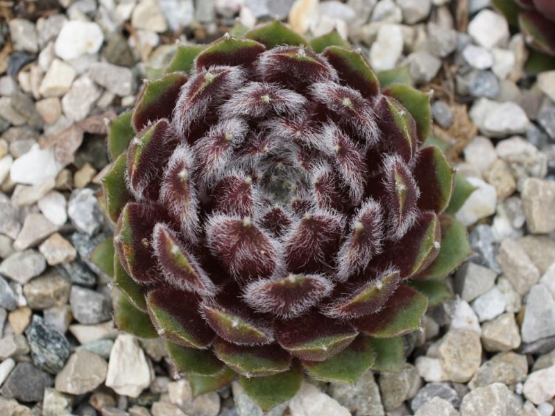 Haullauer's Seedling