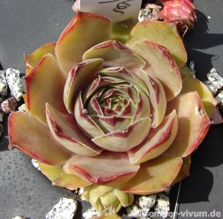 Havendijks Rose