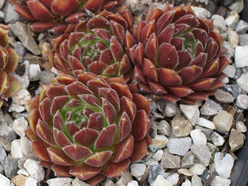 Havendijks Nr. 4