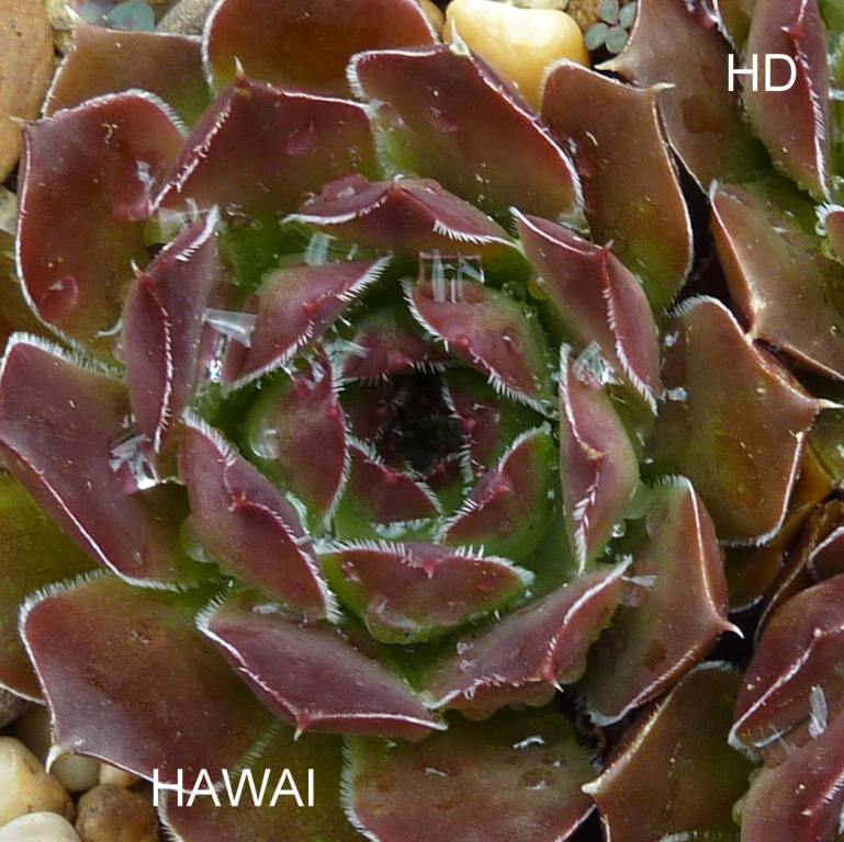 Hawai / Jovi
