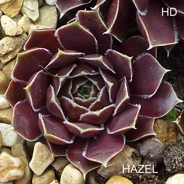 Hazel / Jovi