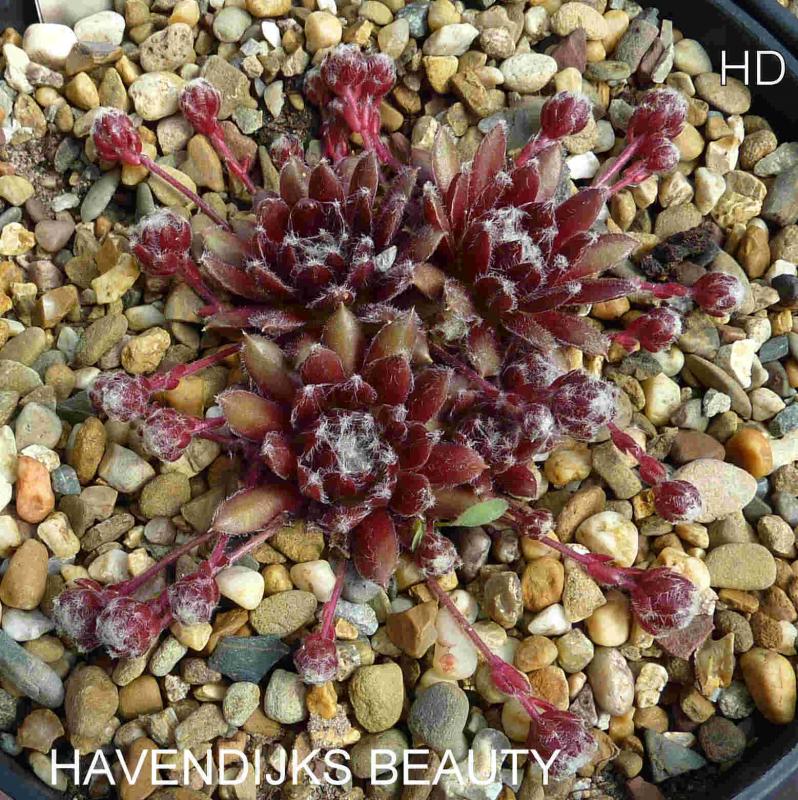 Havendijks Beauty