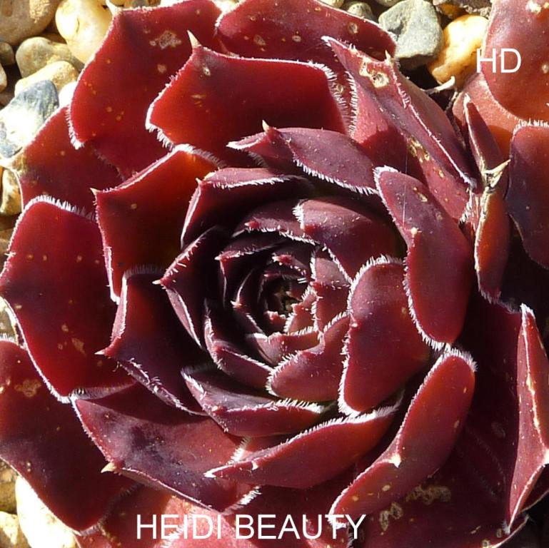 Heidi Beauty / Jovi