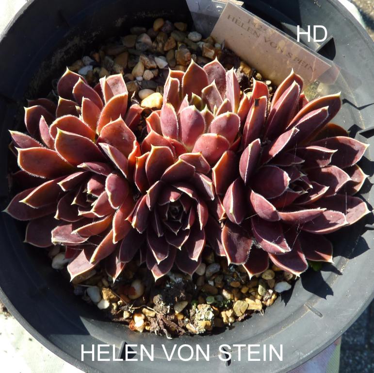 Helen von Stein / Jovi