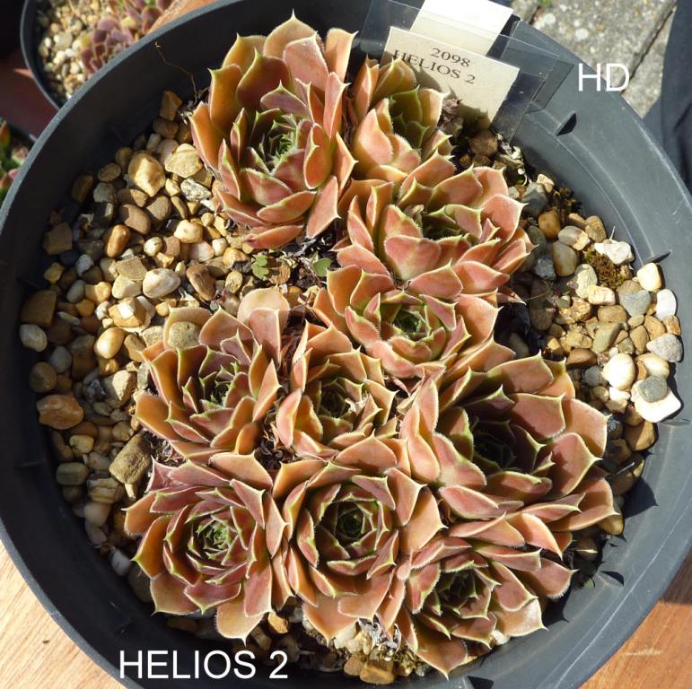 Helios Nr. 2 / Jovi