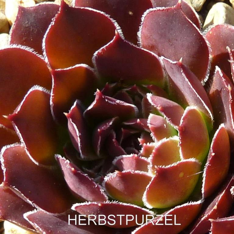 Herbstpurzel / Jovi