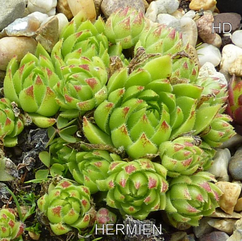 Hermien / Jovi