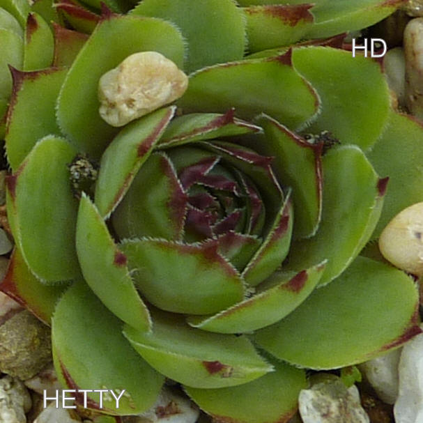 Hetty
