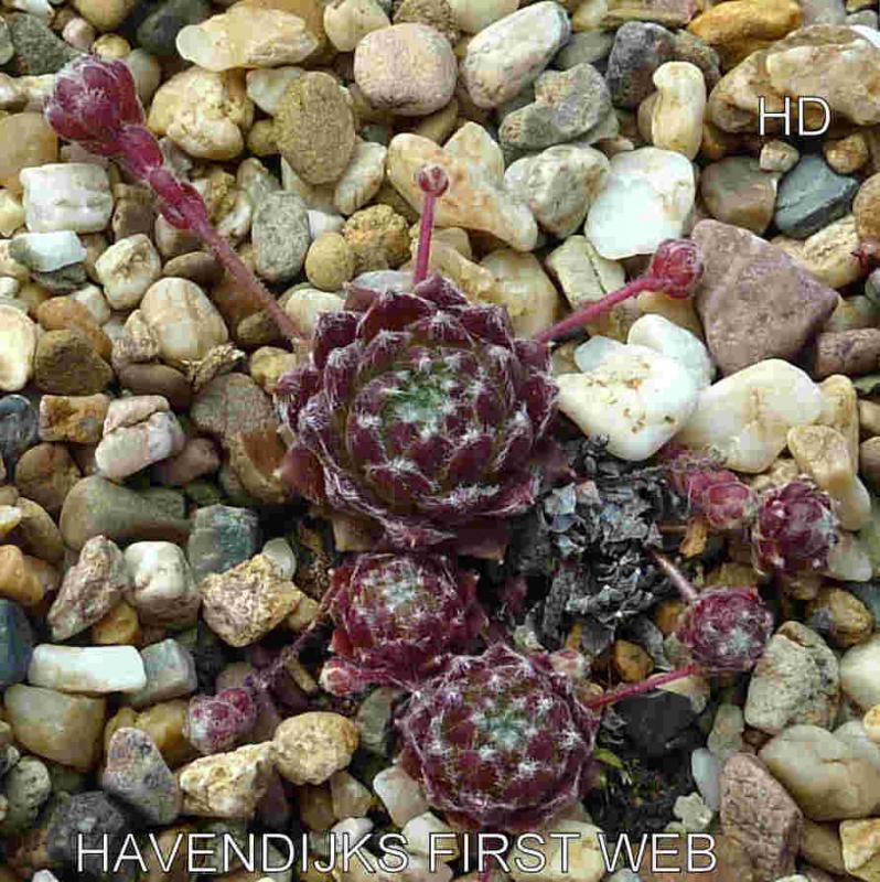 Havendijks First Web