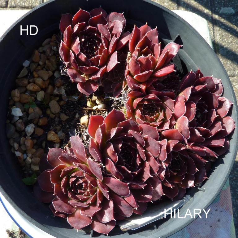 Hilary / Jovi