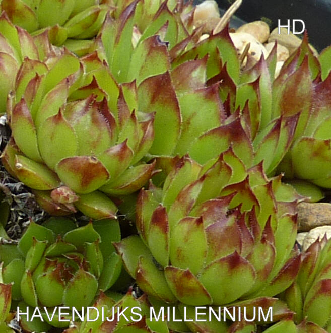 Havendijks Millenium