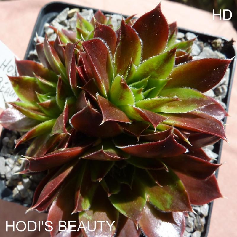 Hodi's Beauty / Jovi