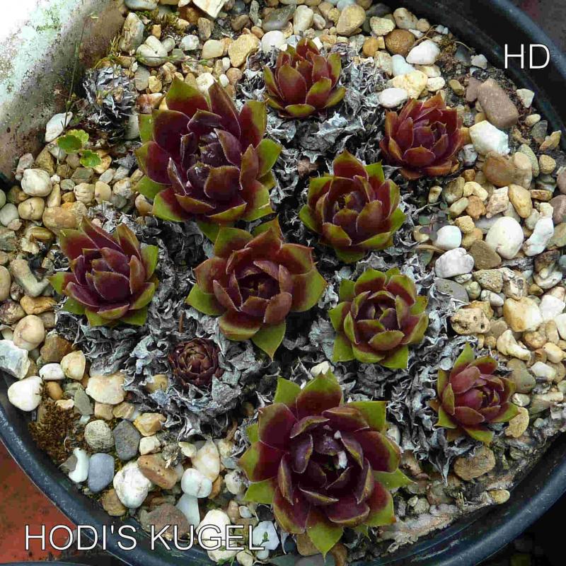 Hodi's Kugel