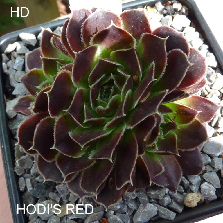 Hodi's Red / Jovi