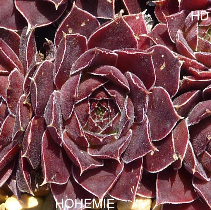 Hohemie / Jovi