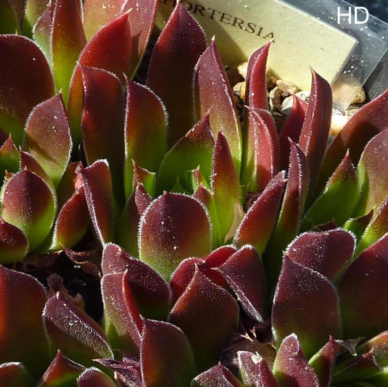Hortensia / Jovi