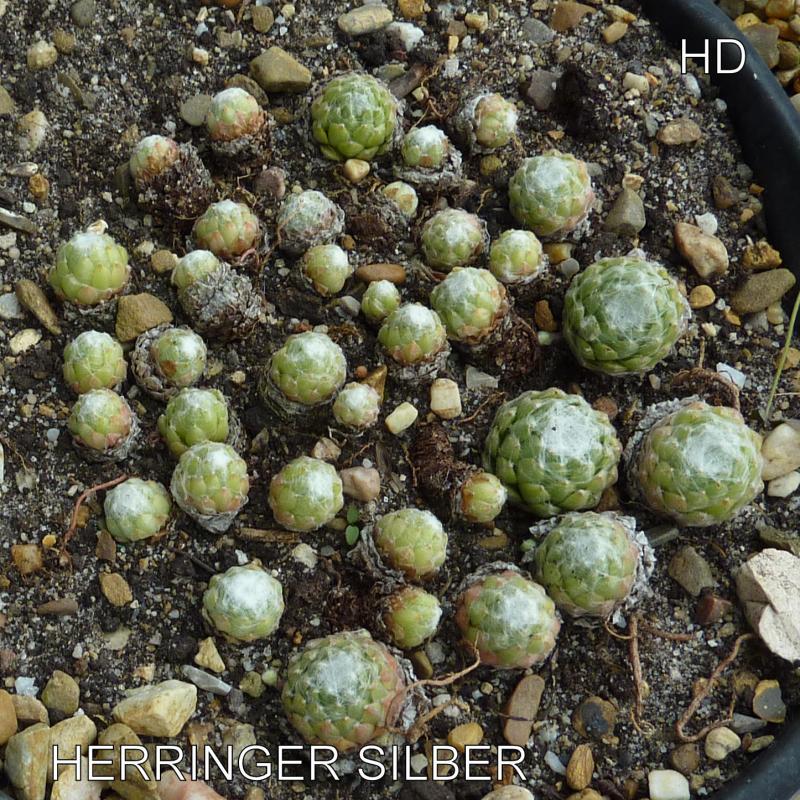 Herringer Silber