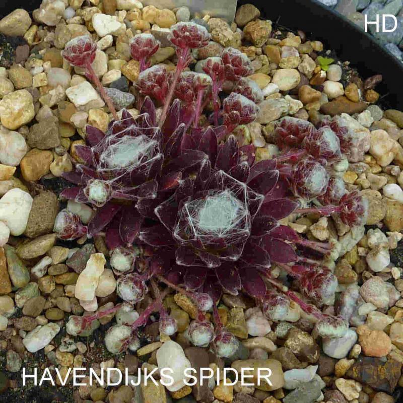 Havendijks Spider