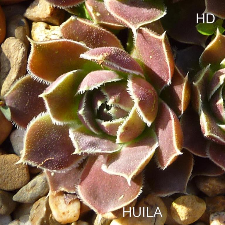 Huila / Jovi