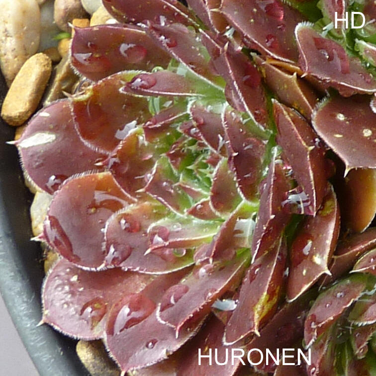 Huronen / Jovi