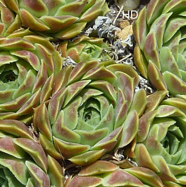 Hyacinth / Jovi