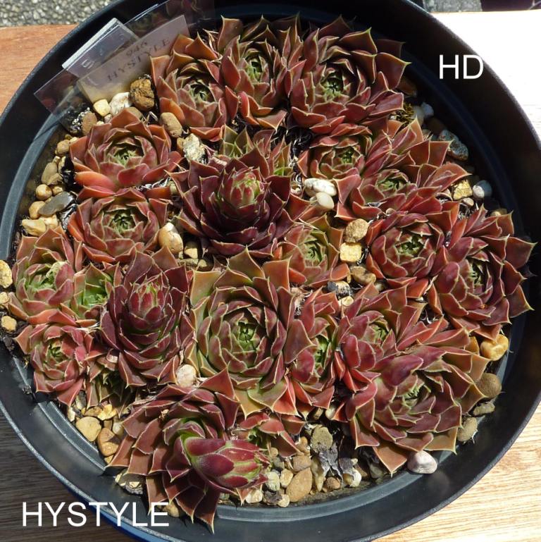 Hystyle / Jovi