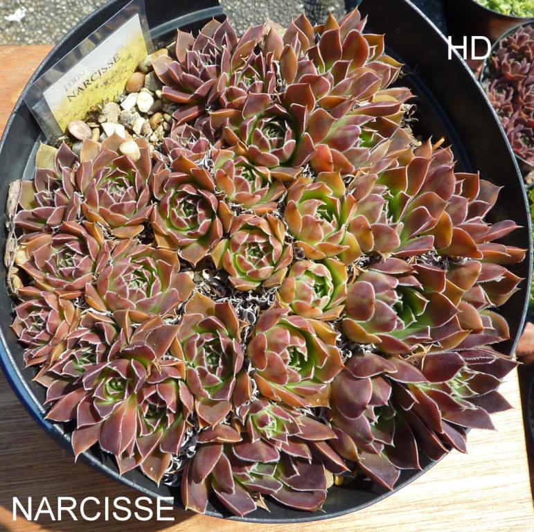 Narcisse / Jovi