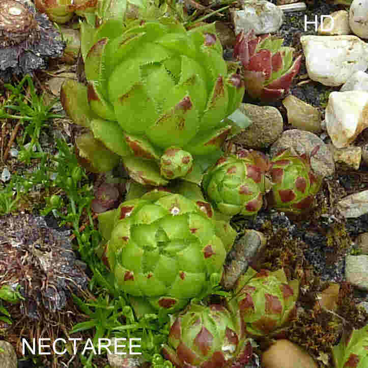 Nectaree / Jovi