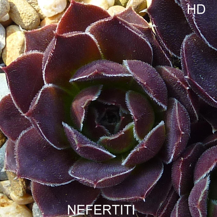 Nefertiti / Jovi