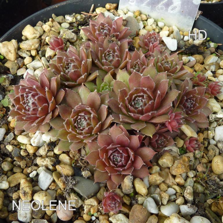 Neolene