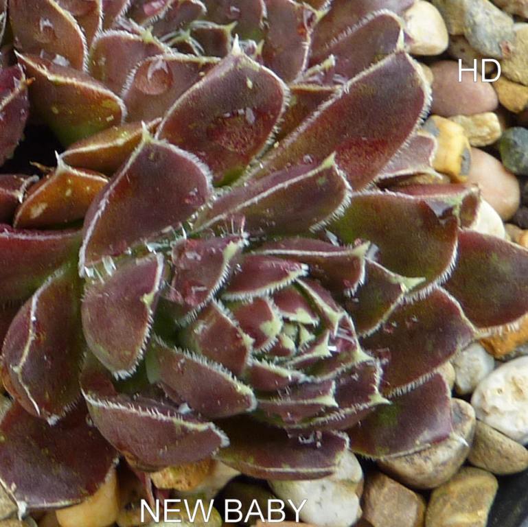 New Baby / Jovi