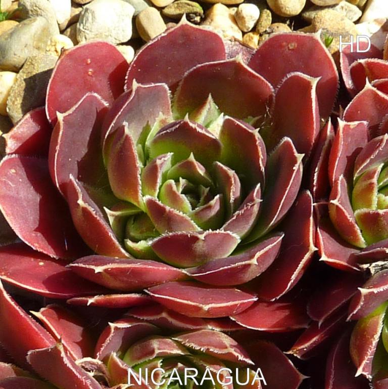Nicaragua / Jovi