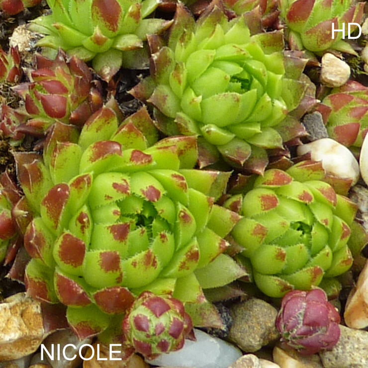 Nicole / Jovi