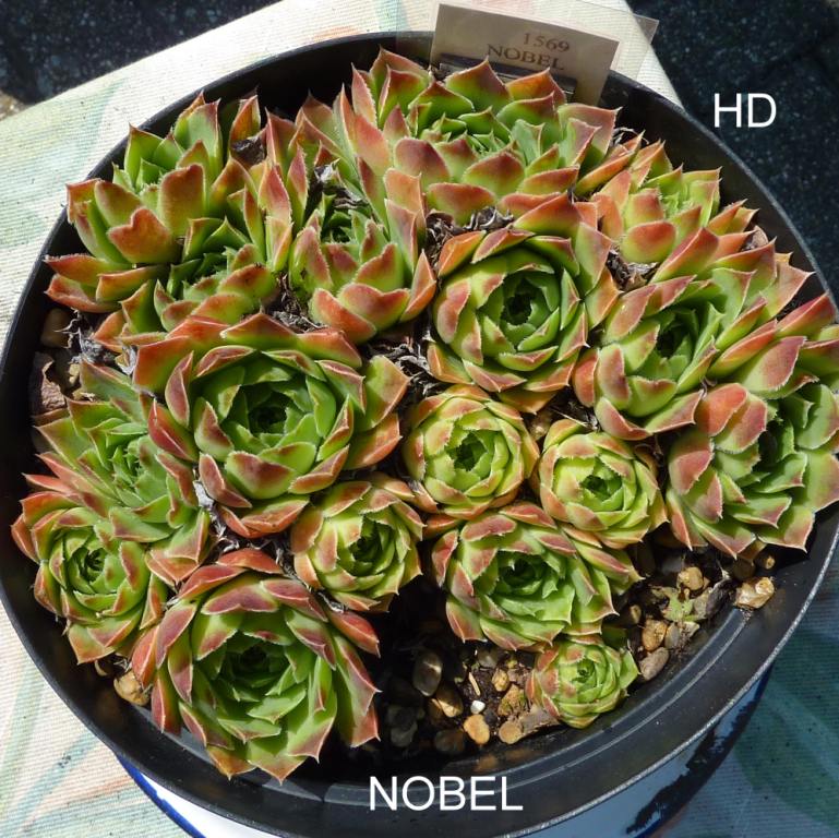 Nobel / Jovi
