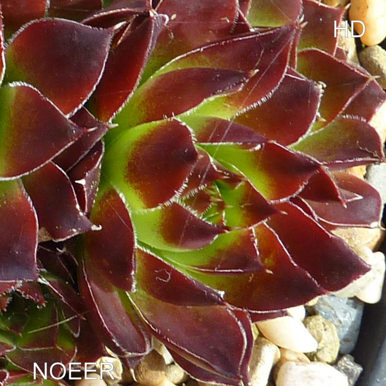 Noeer / Jovi