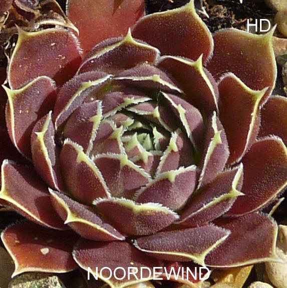 Noordewind / Jovi