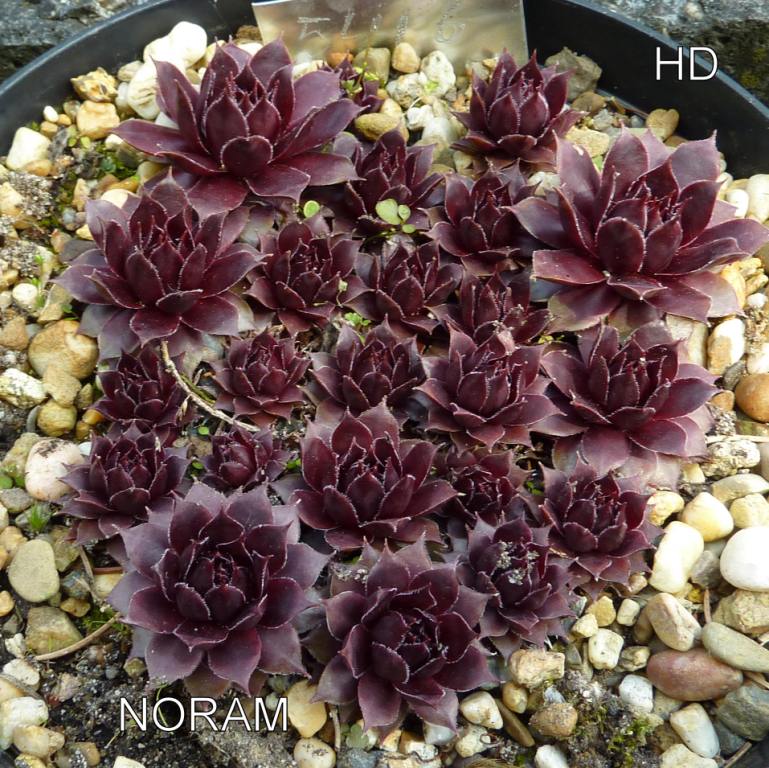 Noram