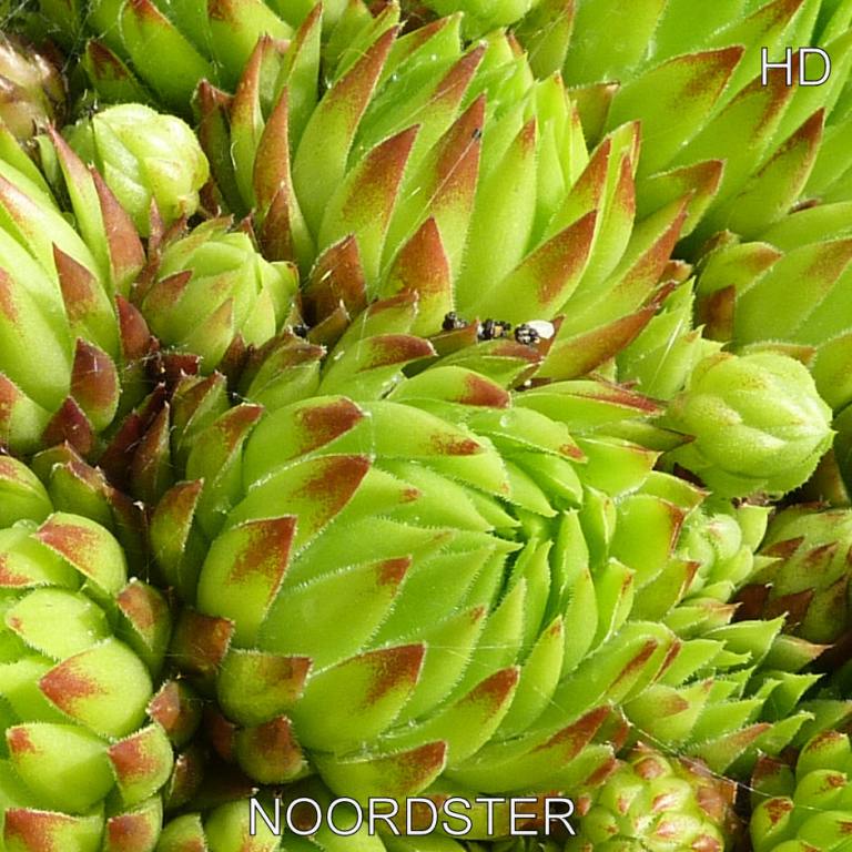 Noordster / Jovi