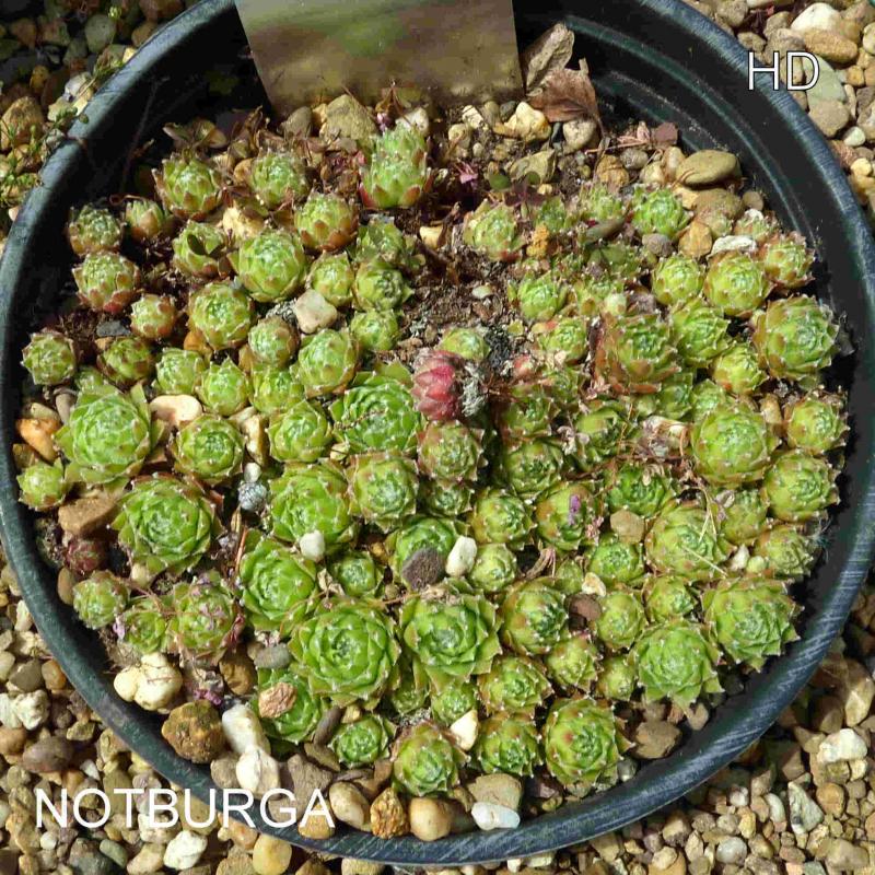 Notburga