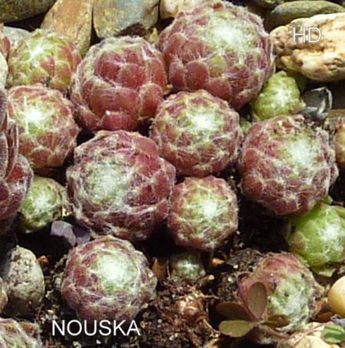 Nouska
