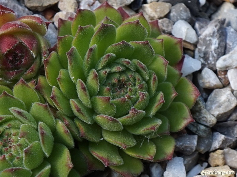 Nunatak