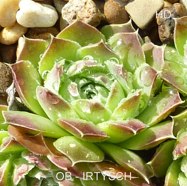 Ob-Irtysch / Jovi
