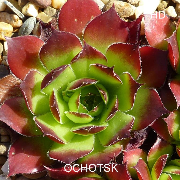 Ochotsk / Jovi